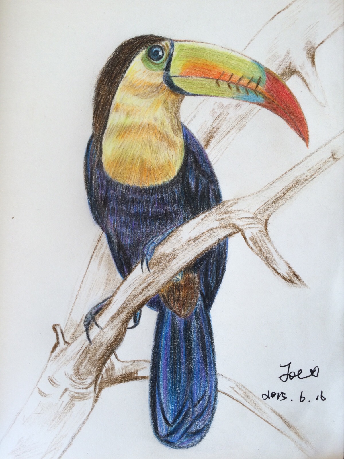 刚刚完成的彩色铅笔绘----厚嘴巨嘴鸟,第一次画,还算有点天赋.