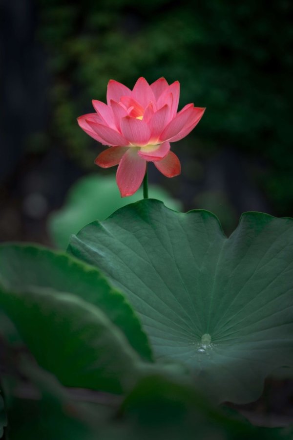 十里荷花带月看,花和月色一般般.只应舞彻霓裳曲,宫女三千下广寒.