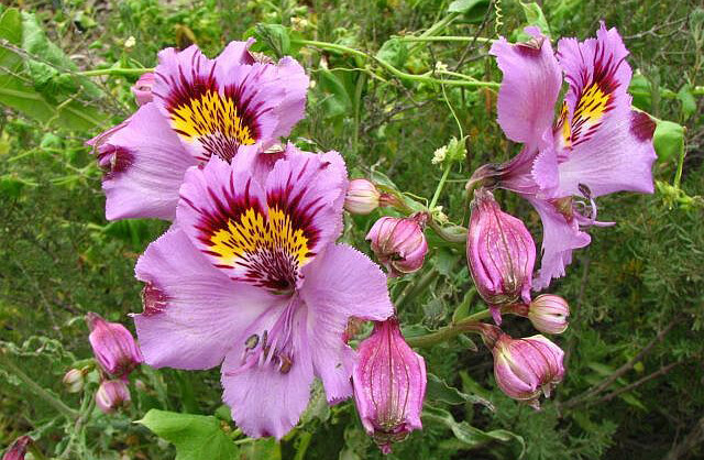 alstroemeria philippii ,六出花科六出花属.