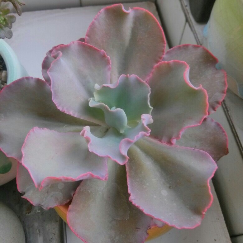 多肉.女王花笠/高砂之翁