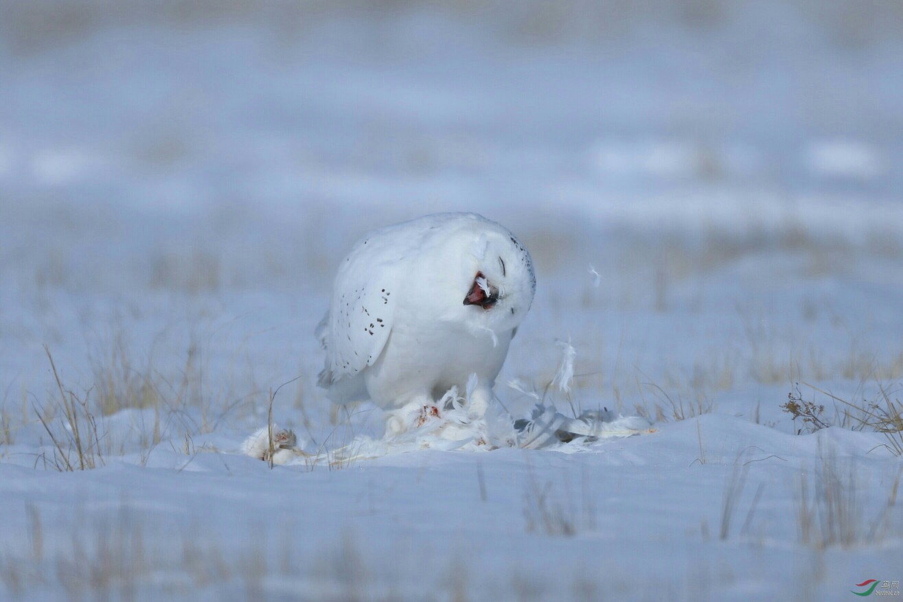 雪鸮