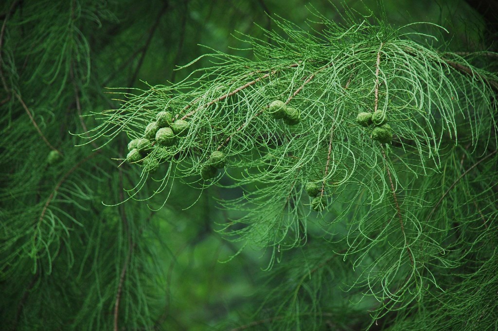 池杉taxodium distichum var imbricatum(nutt.