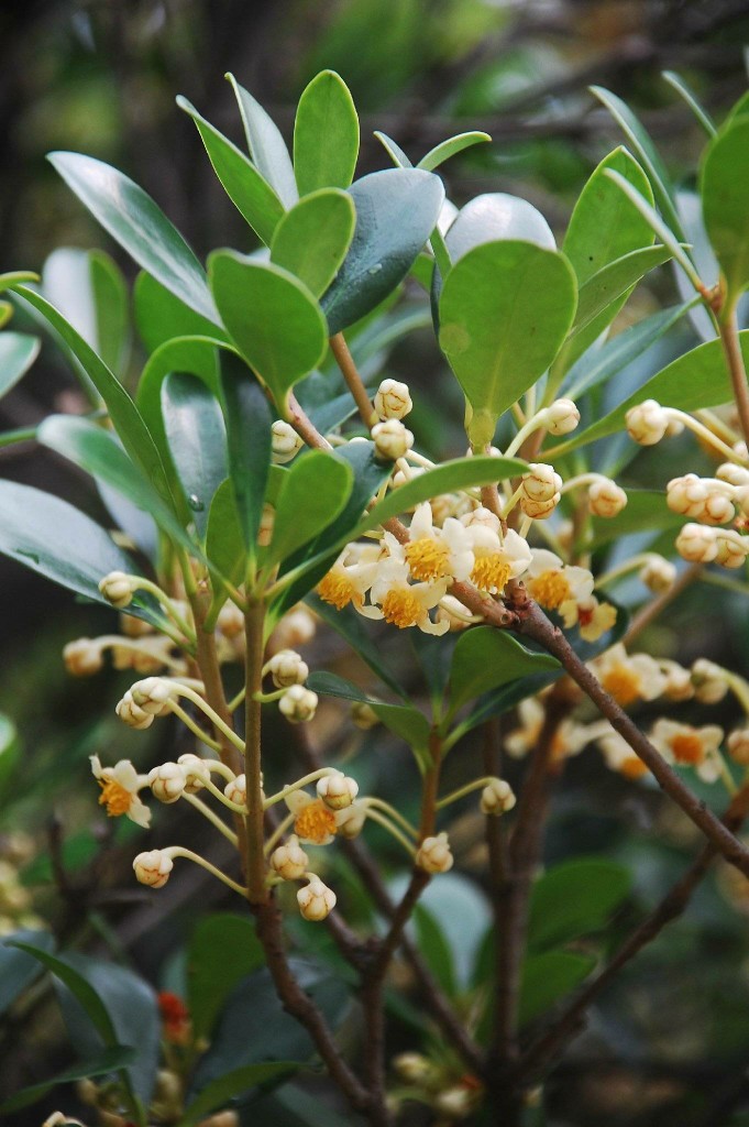 sprague 山茶科 theaceae 厚皮香属