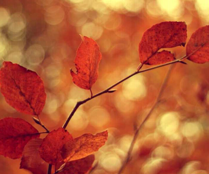 迷茫的红尘,如烟的往事,像萧瑟的秋风,擎着回忆的叶子.