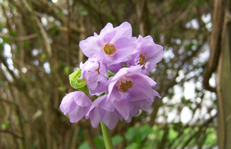 兰山草(产隐草)ranzania japonica ,小檗科兰山草属.