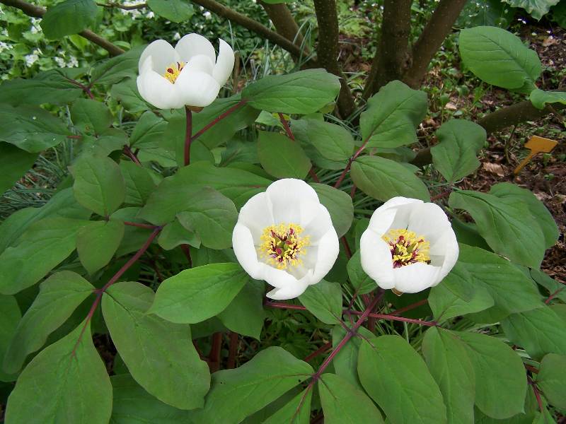 白花草芍药 paeonia obovata var. alba ,芍药科芍药属.