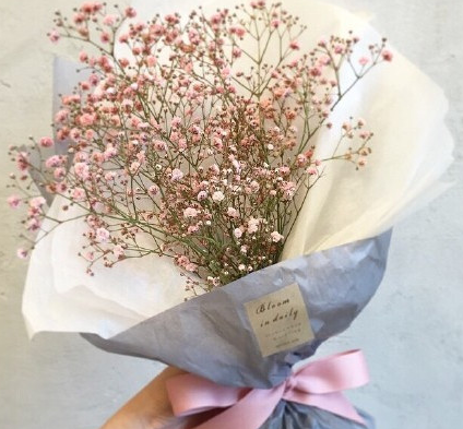 paniculata),属石竹科丝石竹属多年生宿根草本花卉 满天星