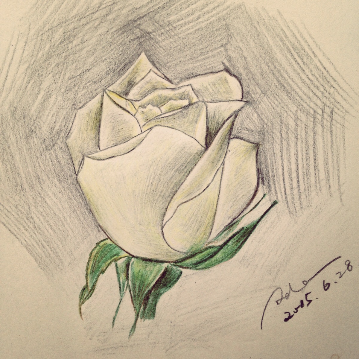白玫瑰 彩铅