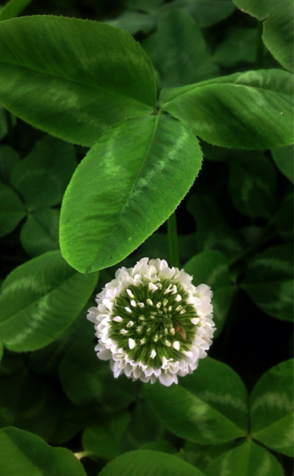 白花车轴草,被爱尔兰用作自己的国花.花语为爱国.1200_1943竖版 势亮