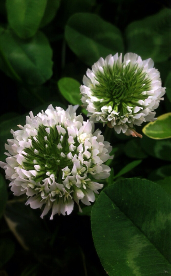 白车轴草(trifolium repens l)又名白三叶,白花三叶草,白三草,车轴草