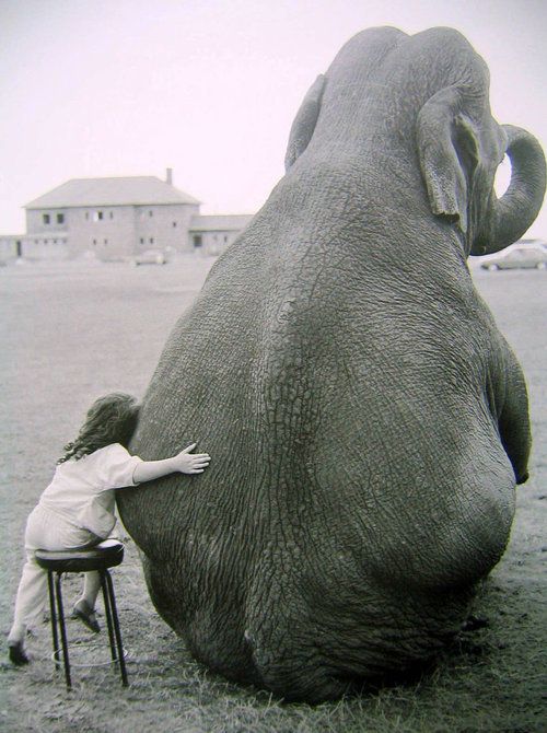 抱抱~小女孩和小象之间的友谊 好有爱的画面 黑白 动物人类 壁纸 锁屏