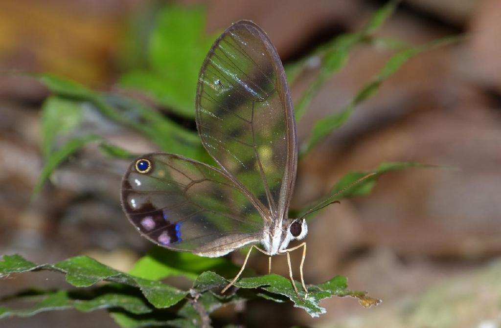 中南美洲雨林中,透明翅膀的小天使