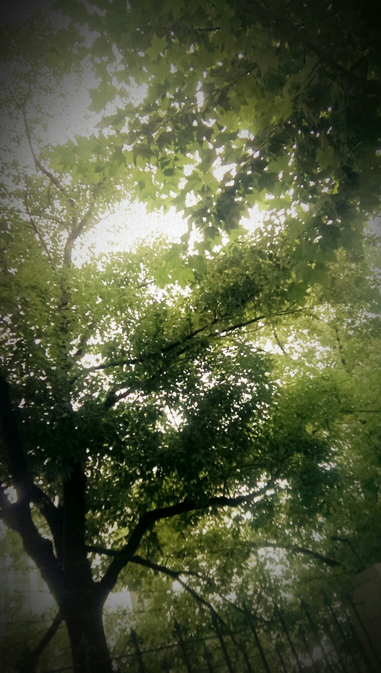 绿色树木 小清新 夏天 背景壁纸 屏幕锁屏