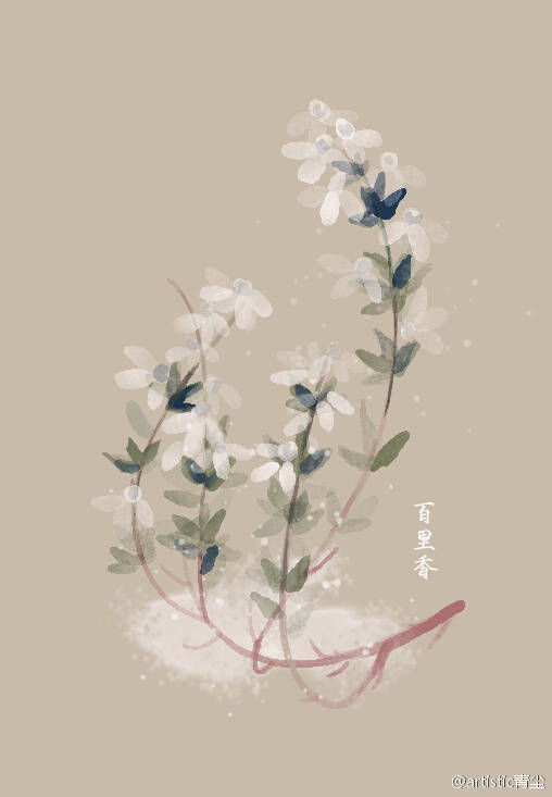 画师【青尘】 #花语#6月18日 百里香 (thyme) 花语 :勇敢 花占卜 :您