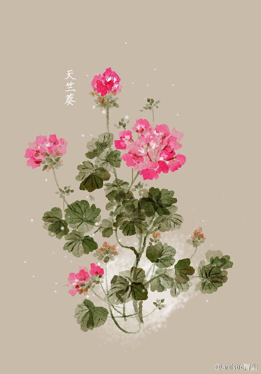 画师【青尘】 [cp]#花语#6月28日天竺葵 (geranium) 花语 :幸福就在您