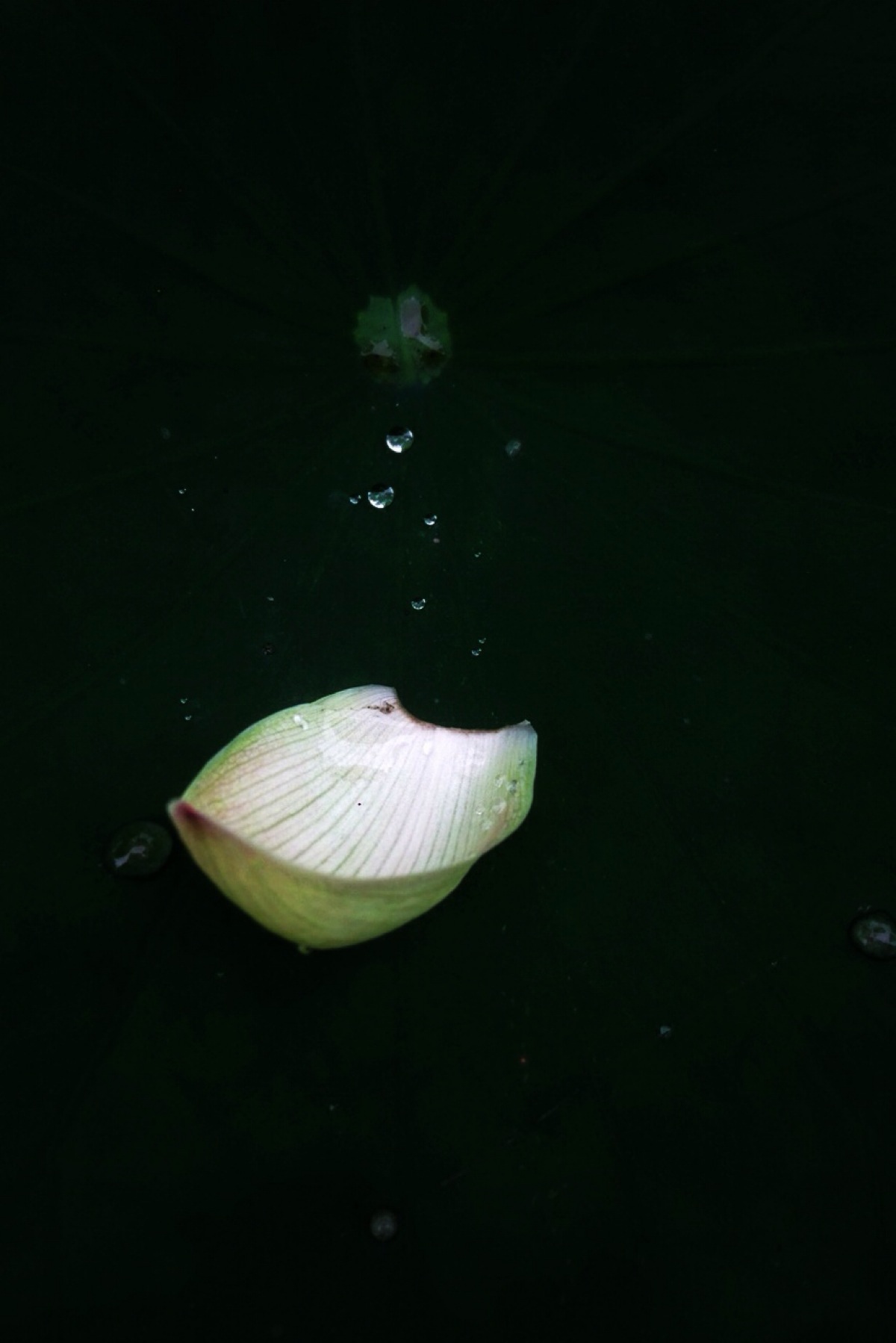 一瓣心香 堆糖网