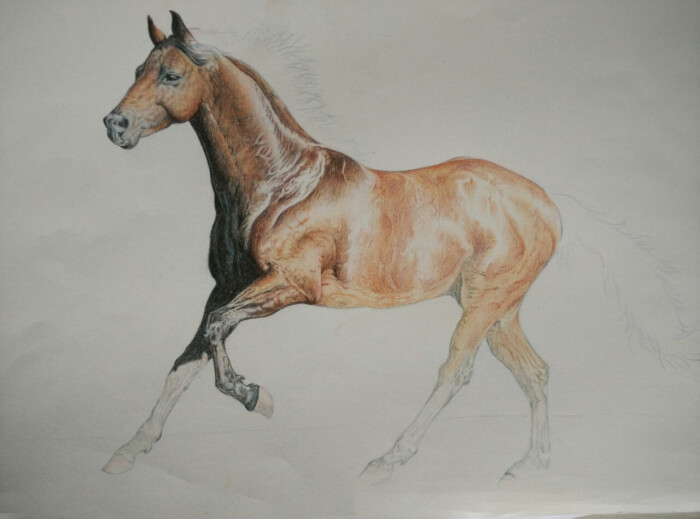 素描彩铅画手绘动物马,步骤图一