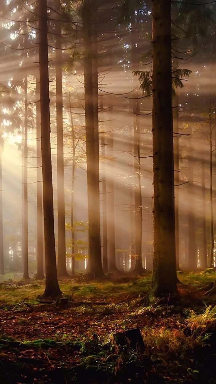 唯美自然风景 树木 阳光 森林 自然风光 光影折射 唯美壁纸 锁屏