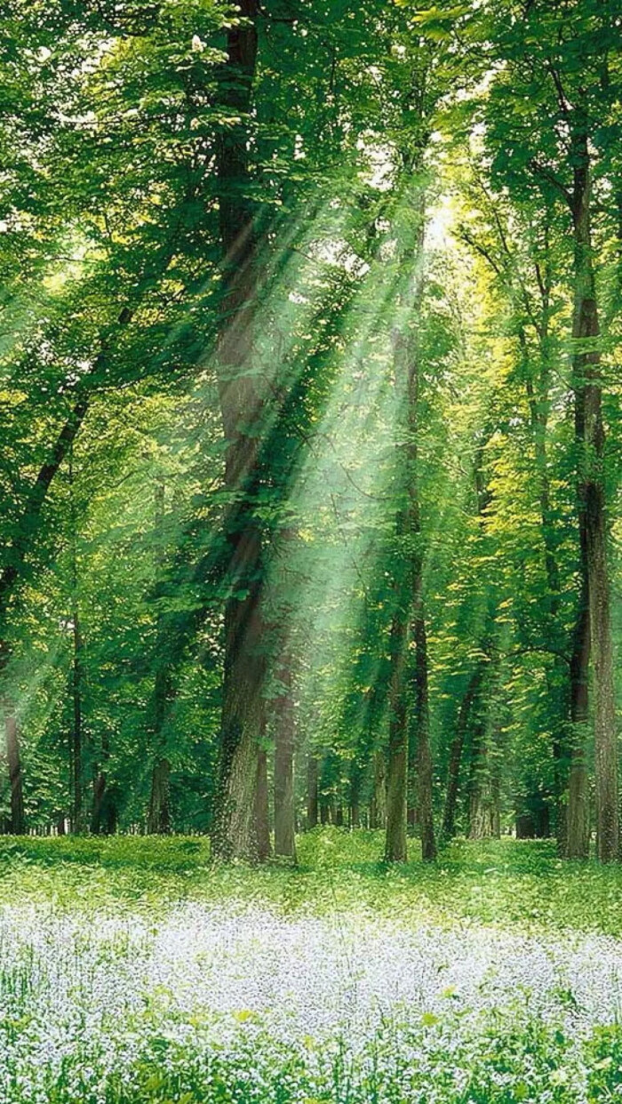 树木 阳光 森林 自然风光 绿意盎然 光影折射 唯美壁纸 锁屏