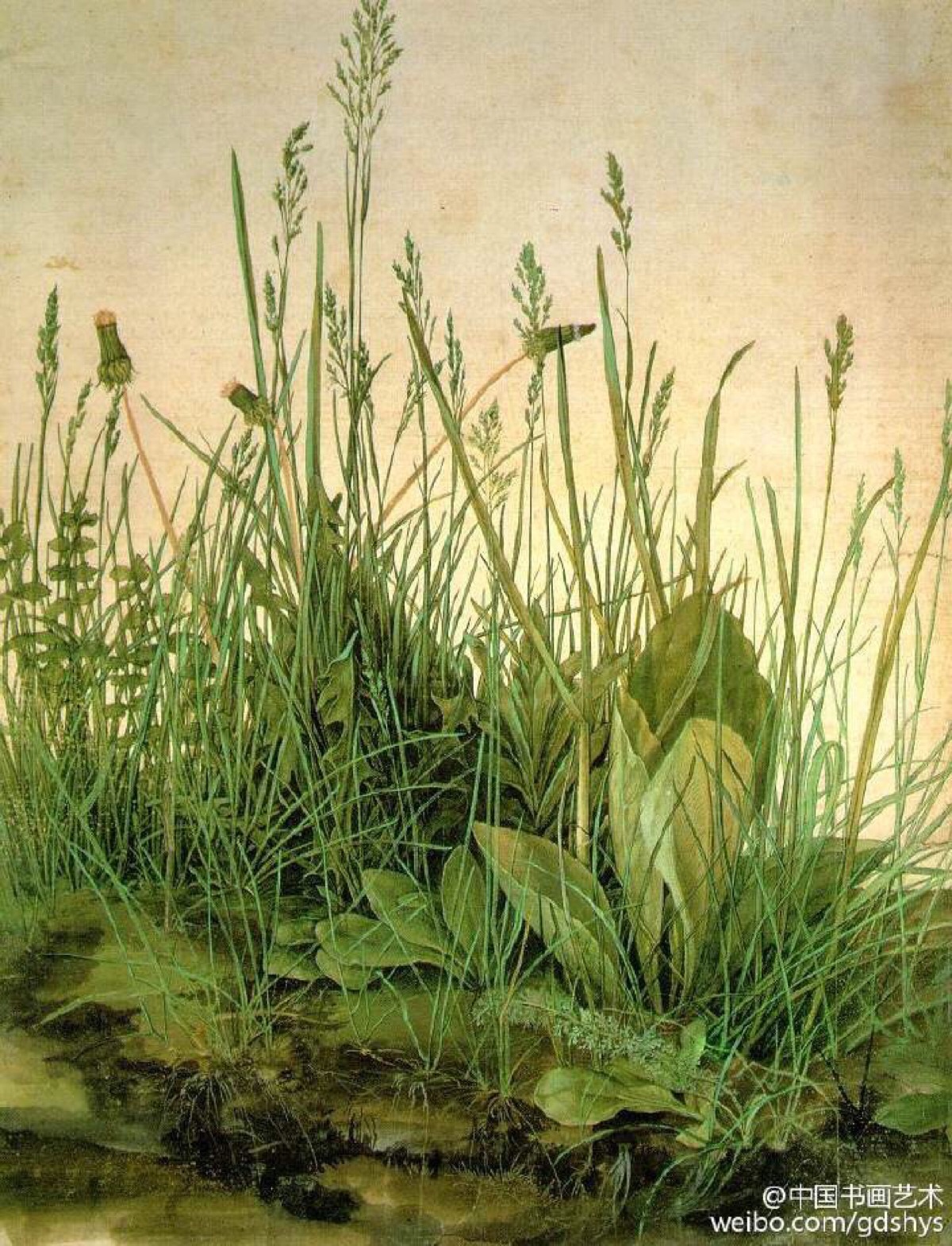 水彩画#【 丢勒《大块草地》】 作于1503 年