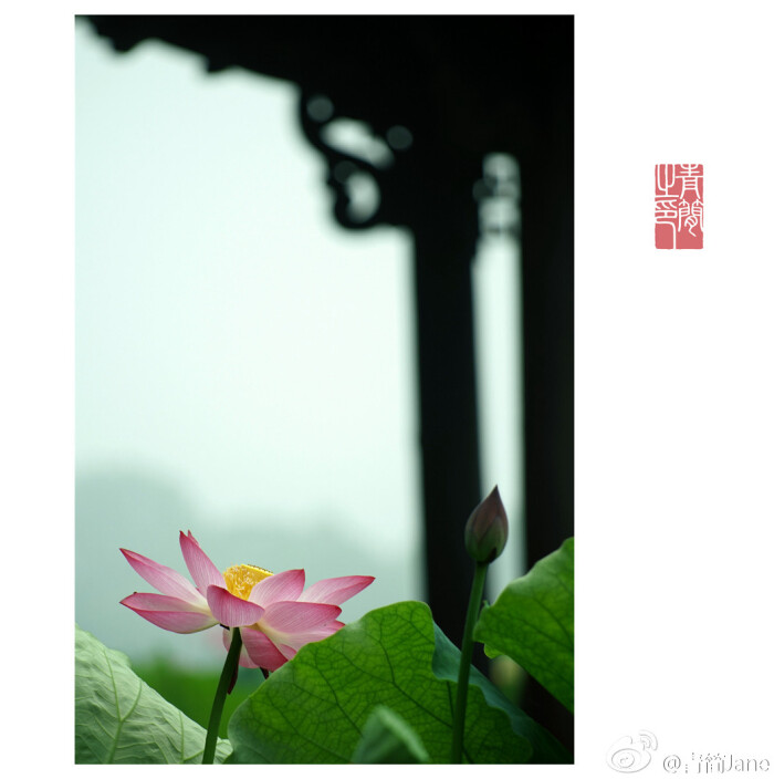 山有扶苏,隰有荷华。有时候,要离开炎夏,…-堆