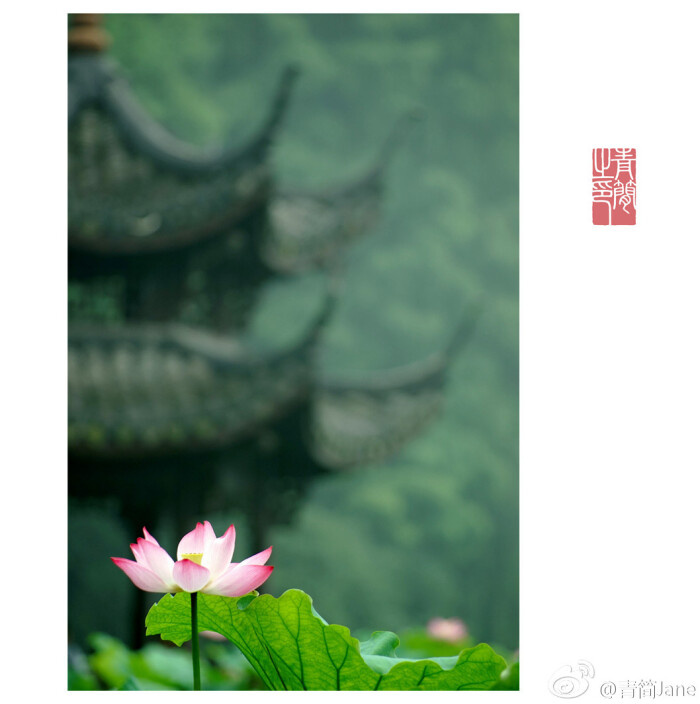 山有扶苏,隰有荷华。有时候,要离开炎夏,…-堆