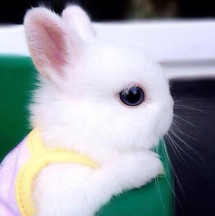 萌萌哒的兔子,by:x紫x喜欢就关注我吧