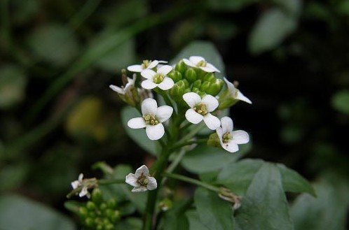 7生日花:水芥子(watercress) 花语:滋养(nourishment)6世纪来自南迪斯