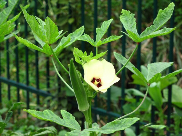 秋葵,又名六角豆(bhindi).有植物伟哥之称,也是糖尿病的克星.