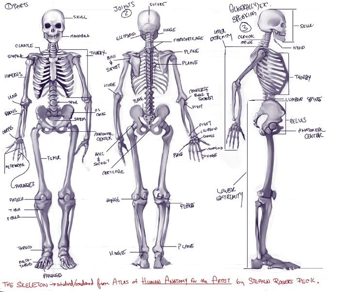 人体 骨骼 人体画法练习 来自网络侵删