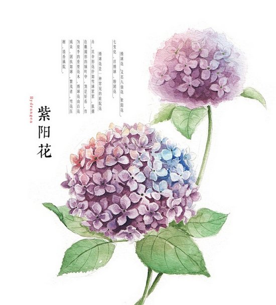 水彩绣球 绣球花,又名八仙花,紫阳花,七变化,粉团花.