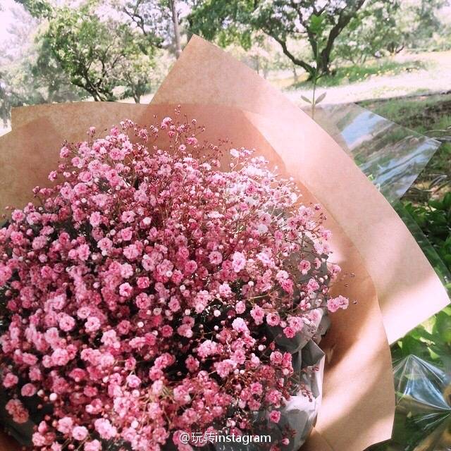 满天星,一样可以美到窒息,从此不再当陪衬