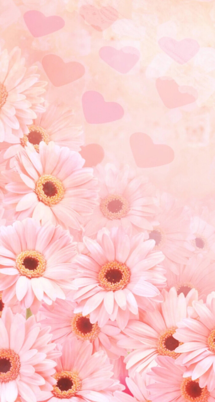 雏菊
