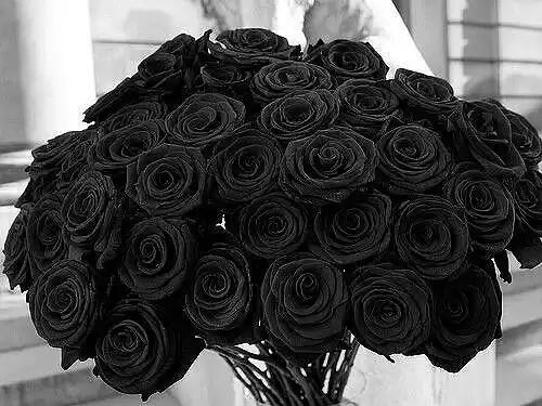 black rosevil,全世界最稀有的黑色玫瑰品种.