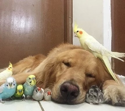 八只鹦鹉一只狗和一只仓鼠