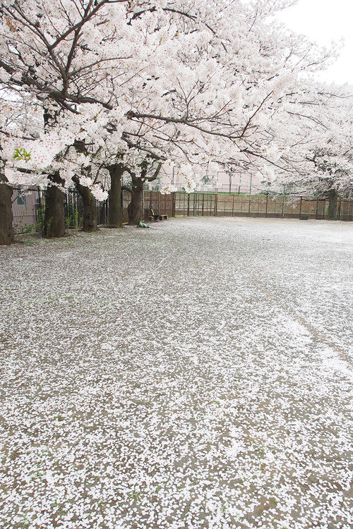 待落花时节,我陪你赏樱花如雪