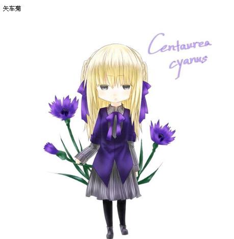矢车菊拟人图