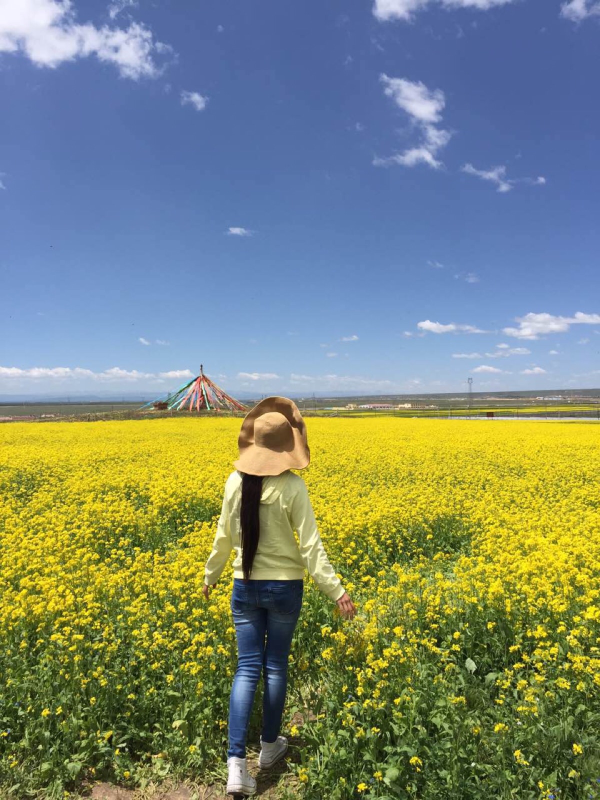油菜花 