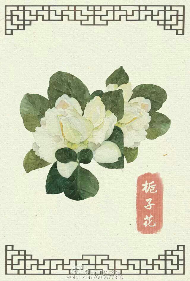 手绘 栀子花