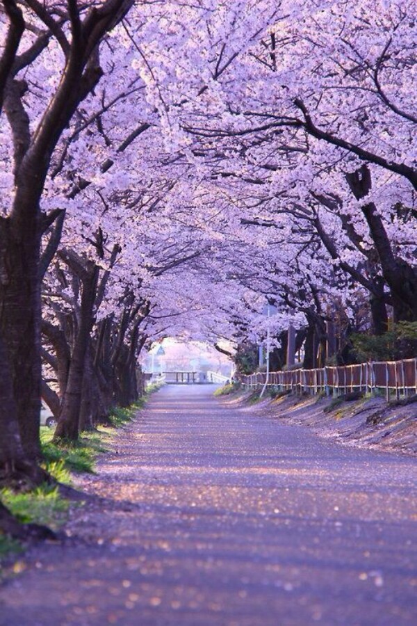 樱花飞舞的初春半空中落樱缤纷,蓝紫色桔梗似将画面停顿.