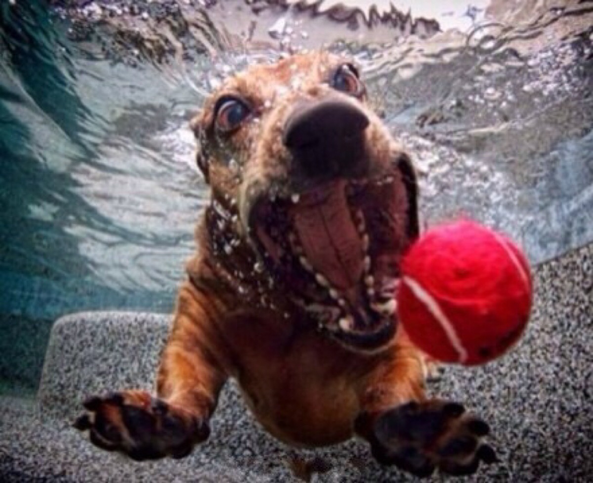 搞怪表情 啊哈哈 看一次笑一次 落水的狗狗