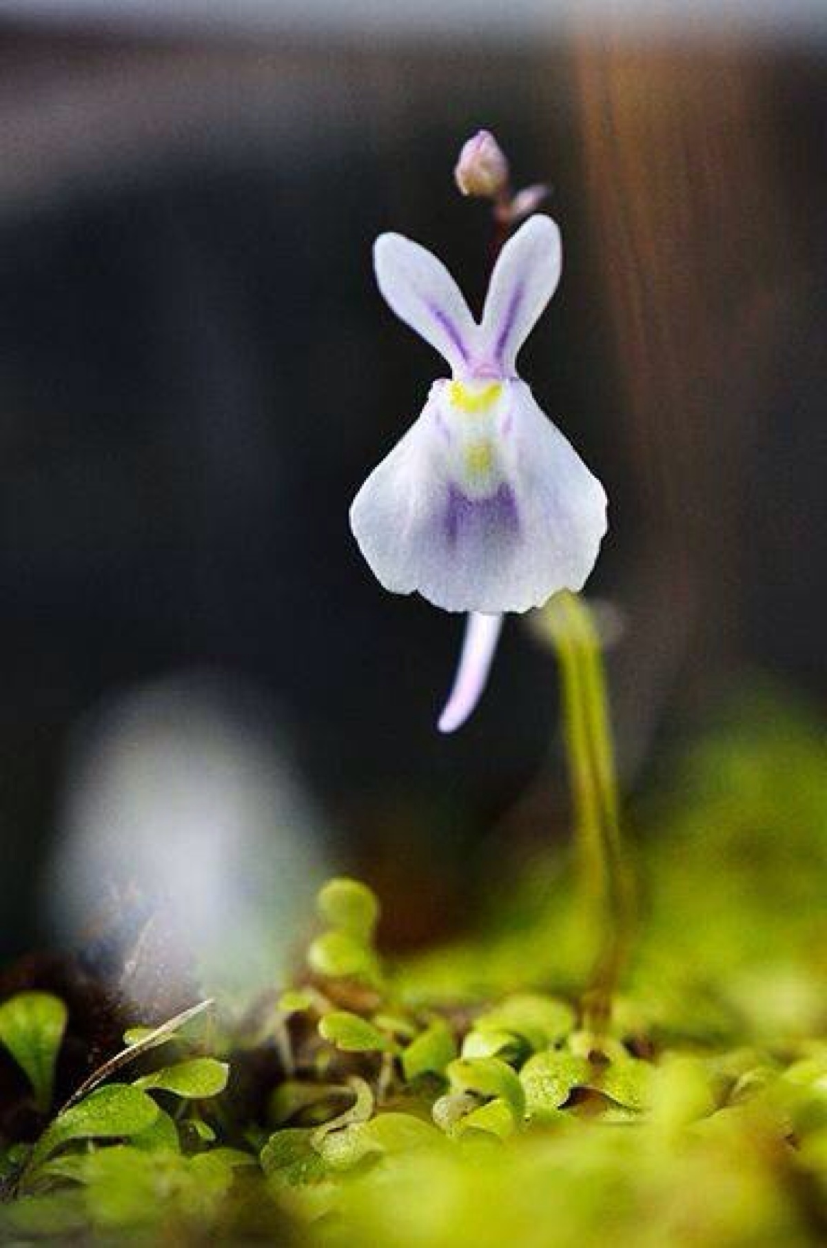 其实它真正的名字叫做小白兔狸藻(utricularia sandersonii).