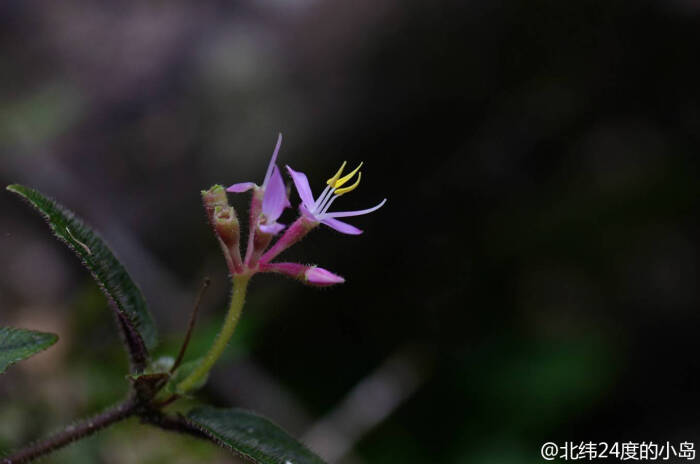 蜂斗草 野牡丹科蜂斗草属