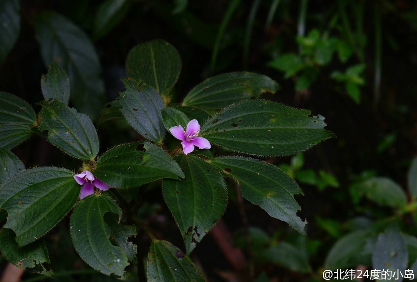 短柄毛锦香草 野牡丹科锦香草属