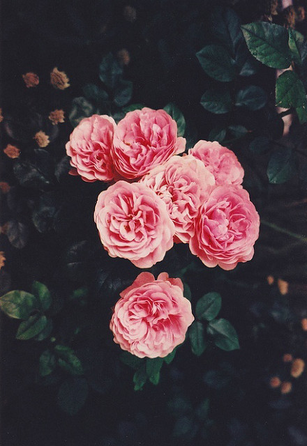 花朵壁纸