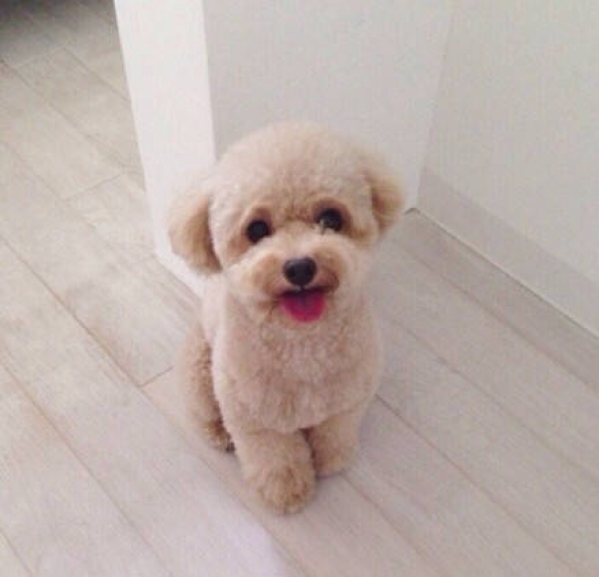 萌萌泰迪犬
