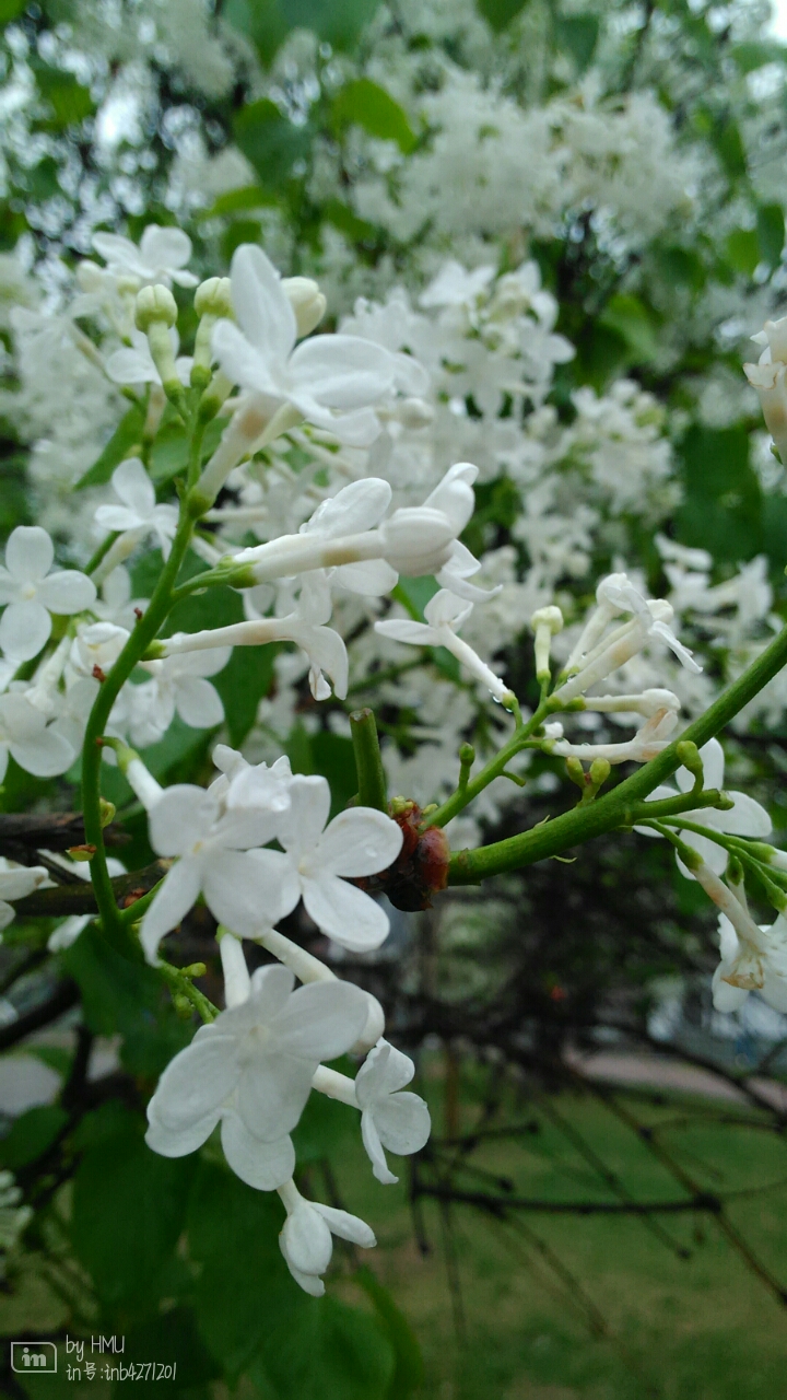 丁香花