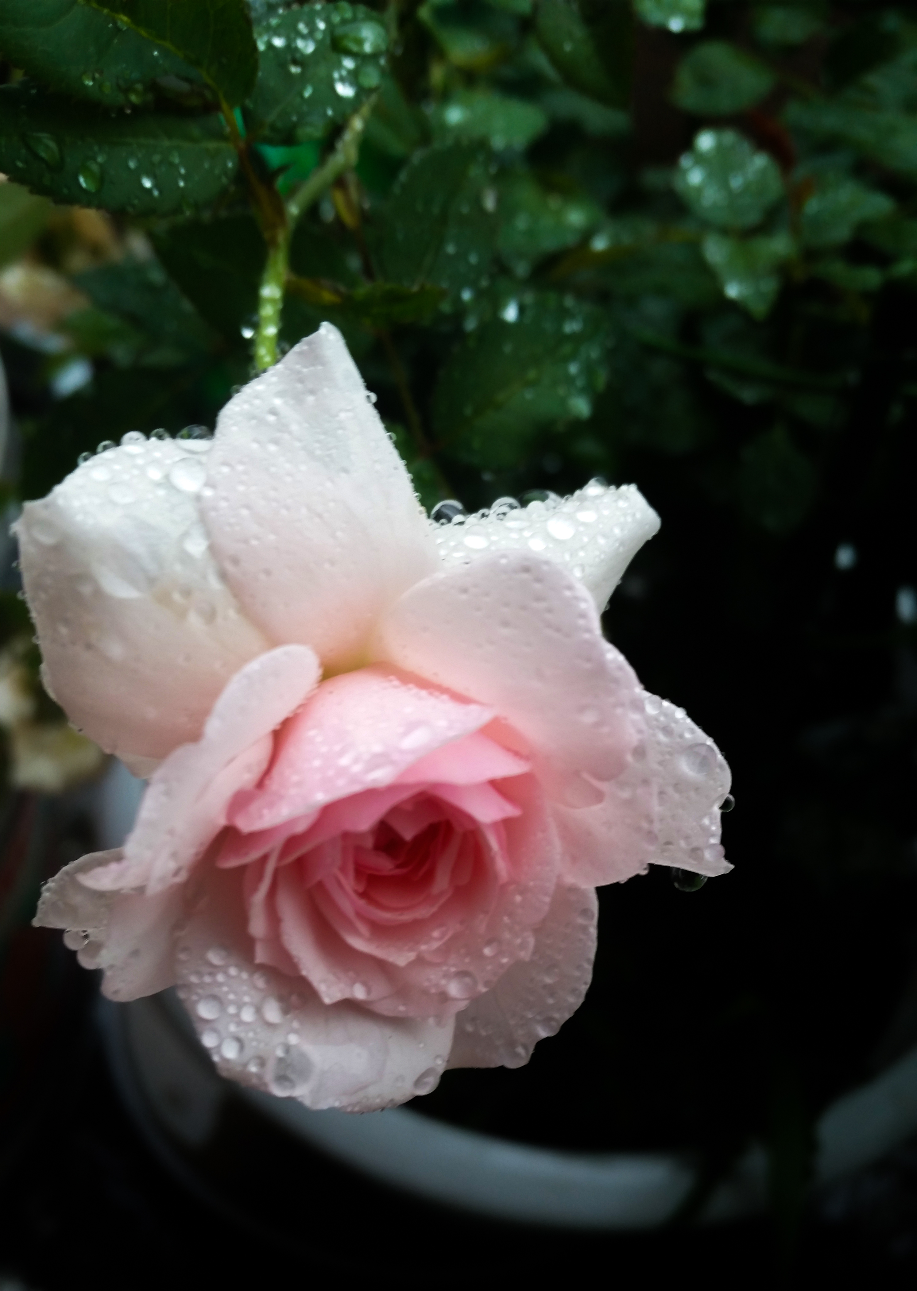 雨后的娇嫩花朵