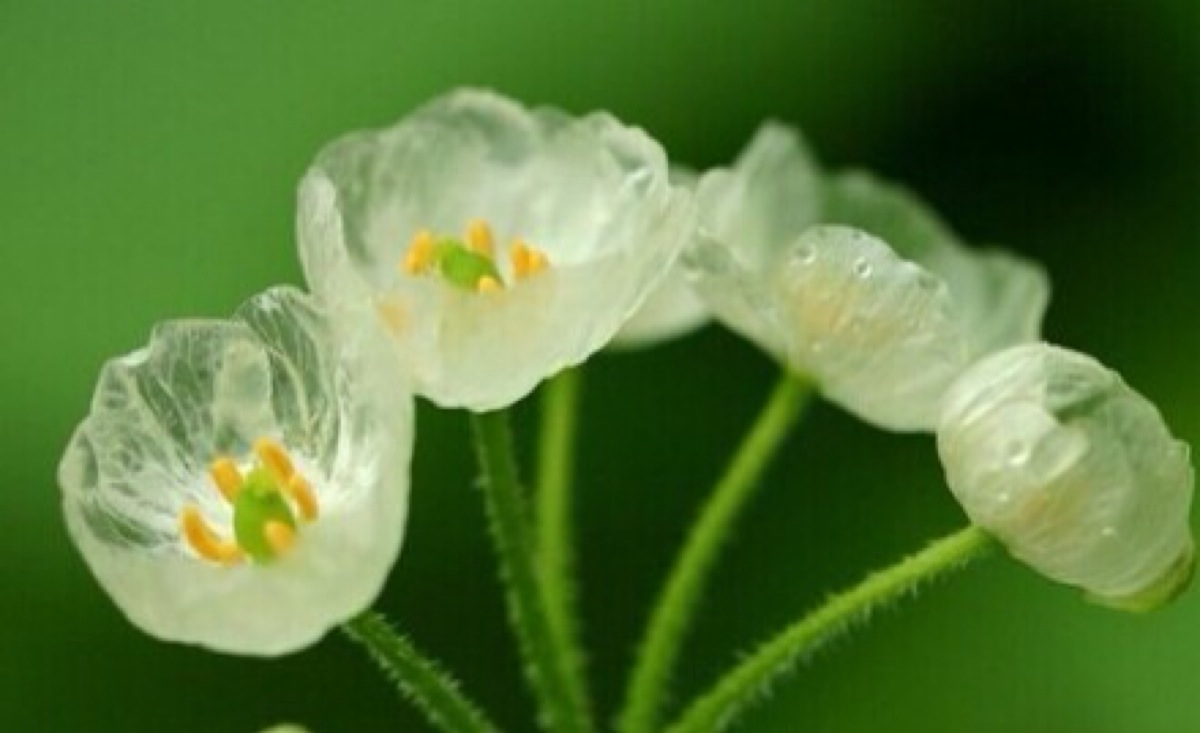 日本一种淋雨就透明的花