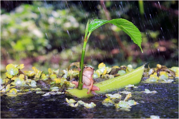 躲雨的青蛙